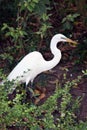 White Egret Bird in Wandering in Tropical Green Plants