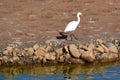 White egret with a black shadow in Gran Canaria Royalty Free Stock Photo
