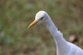 White Egret With Blur Background Royalty Free Stock Photo