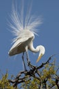 White Egret in breeding plumage Royalty Free Stock Photo