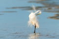 White Egret cleaning caring for itself