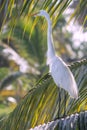 White egret, Dominican Republic Royalty Free Stock Photo