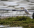 White egret eat fish Royalty Free Stock Photo