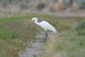 White Egret Eating A Rodent Royalty Free Stock Photo