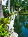 White egret on the edge of a pond among palm trees in the Dominican Republic Royalty Free Stock Photo