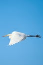 White Egret Egretta alba in flight on clear sky Royalty Free Stock Photo