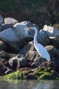 White Egret in Elkhorn Slough standing on green kelp rock at Moss Landing north of Monterey on the central coast of California