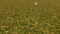 White egret on field of water chestnuts in Danube delta in Romania