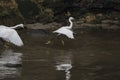 White egret fight