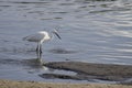 Beautiful white egret fishing Royalty Free Stock Photo