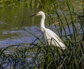 Egret fishing in a river during Summertime.