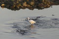 White egret fishing at sunset Royalty Free Stock Photo