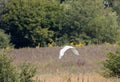 1 white egret flies over a lake Royalty Free Stock Photo
