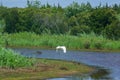 White Egret flies over Wetland Scene with Natural Flora and Fauna