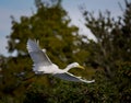 White egret flies through the Venice Rookery looking for a landing.CR3 Royalty Free Stock Photo