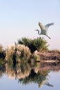 White Egret In Flight Royalty Free Stock Photo