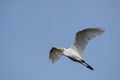 White Egret in Flight against Blue Sky Royalty Free Stock Photo