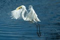 White Egret in flight with food Royalty Free Stock Photo