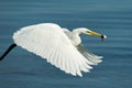 White Egret in flight with food Royalty Free Stock Photo