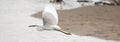 White Egret in flight over San Jose del Cabo nature preserve lagoon in Baja California Mexico