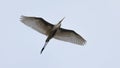 A White Egret In Flight