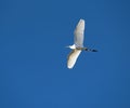 A white egret flying above against a clear blue sky. Royalty Free Stock Photo