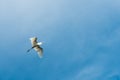 White Egret flying against blue sky Royalty Free Stock Photo