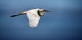 An egret flying against a clear blue sky. Royalty Free Stock Photo