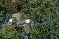 White Egret flying against trees Royalty Free Stock Photo