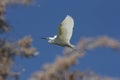 White egret flying away from a tree Royalty Free Stock Photo