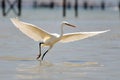 White egret flying (egretta garzetta) Royalty Free Stock Photo