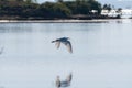 White Egret flying low over reflection on calm surface of lake Royalty Free Stock Photo