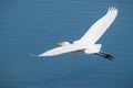 White egret flying over the blue water of a pond Royalty Free Stock Photo