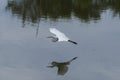 White Egret flying over its reflection on calm water Royalty Free Stock Photo