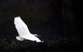 White egret flying over a river Royalty Free Stock Photo