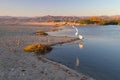 White egret flying over Santa Clara river jetty at Surfers Knoll in Ventura California USA Royalty Free Stock Photo