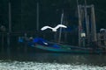 White Egret flying over the surface. Royalty Free Stock Photo