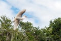 Cattle Egret flying with stick Royalty Free Stock Photo