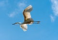 White Egret flying with stick Royalty Free Stock Photo