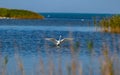 White egret. Great bird hunting. Graceful fishing Royalty Free Stock Photo