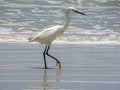 White egret heron beach bird.