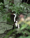 White Egret, Heron, or White Crane. Bird on the Hunt in Swampland Royalty Free Stock Photo