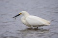 Hungry bird rewarded with live meal. Royalty Free Stock Photo