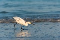 White Egret huntin for food, target aquired! Royalty Free Stock Photo