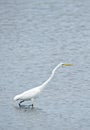 White egret hunting for food in water