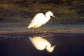 White egret hunting with small fish in beak while wading in Salt River near Mesa Arizona USA Royalty Free Stock Photo