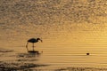 White egret hunting at sunset in the swamp Royalty Free Stock Photo