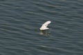 white egret is hunting, it taks a fish in its beak, and taking off from the ocean.