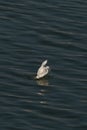 white egret is hunting, it taks a fish in its beak, and taking off from the ocean.