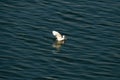 white egret is hunting, it taks a fish in its beak, and taking off from the ocean.